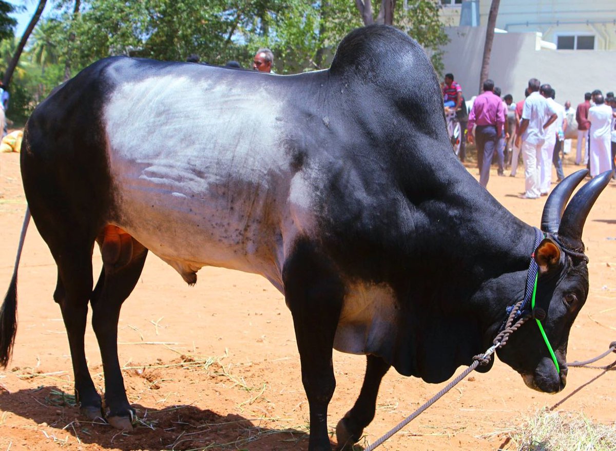 மஹா சிவராத்திரியை முன்னிட்டு ஈஷா யோகா மையத்தில் நாட்டு மாடுகள்  கண்காட்சி !