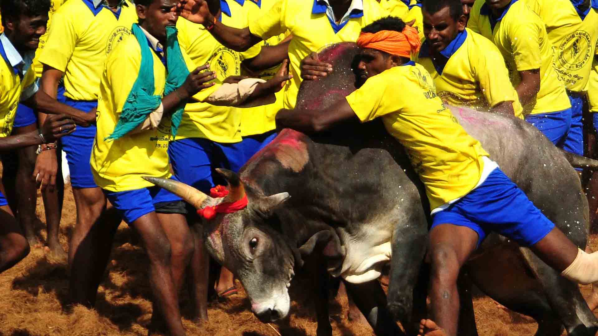 ஜல்லிக்கட்டு காளை உரிமையாளர்களுக்கு மாதம் ரூ.1000 : திமுக தற்போது வரை நிறைவேற்றவில்லை !