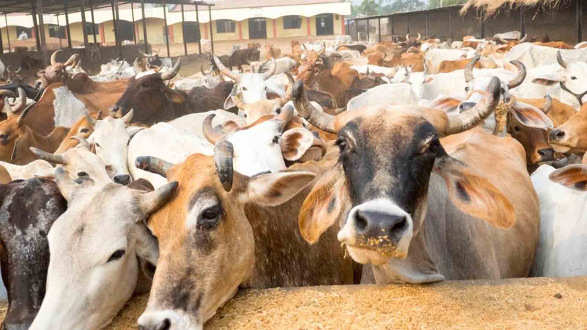 கால்நடைகளை பாதுகாக்க அறநிலையத்துறைக்கும், தமிழக அரசுக்கும் உத்தர விட வேண்டும் !